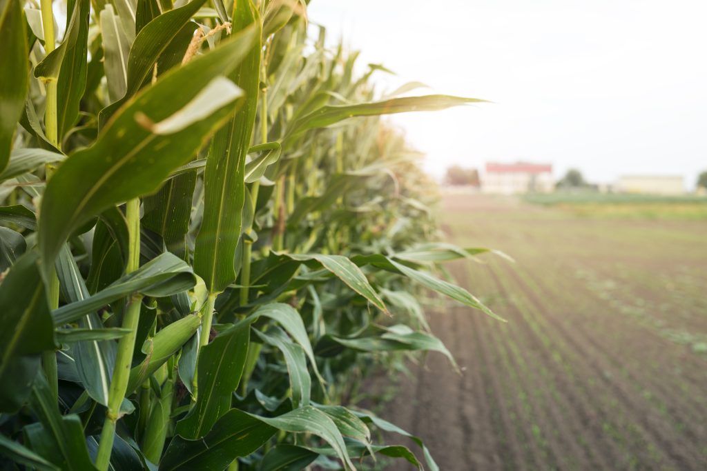 gaia-corn-field